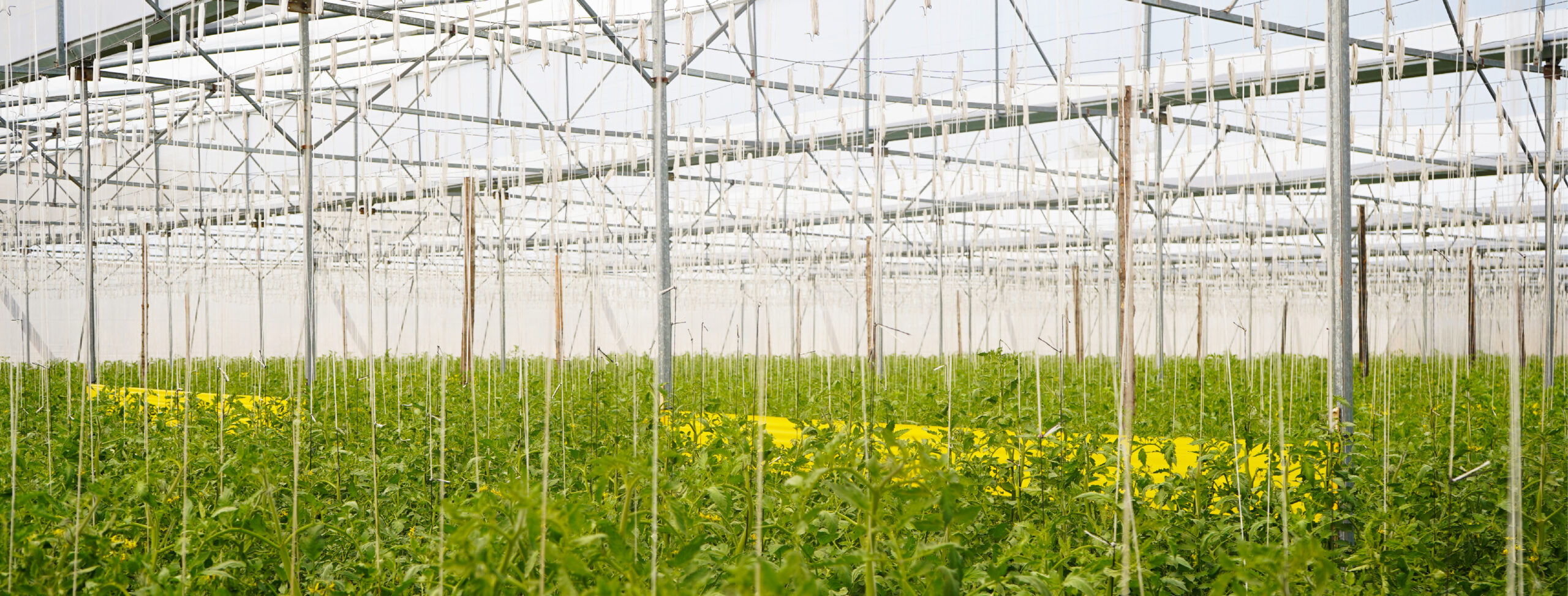 Del campo mexicano para el mundo: el compromiso de GG