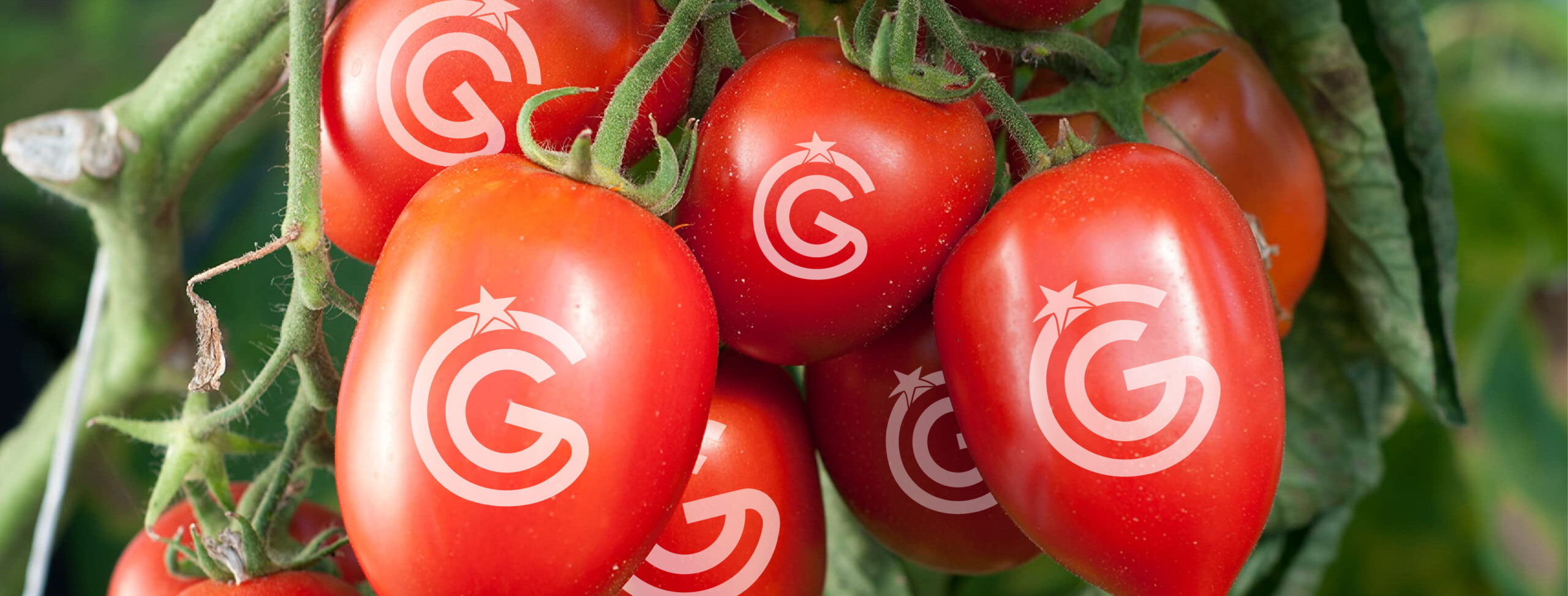 Hidroponía: la agricultura que está transformando la forma de producir alimentos